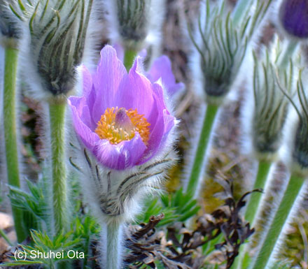 Pulsatilla halleri subsp. slavica